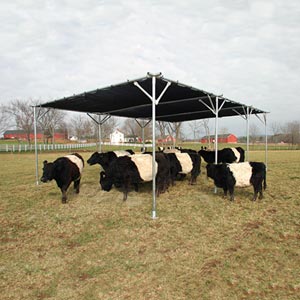 Cattle Equipment