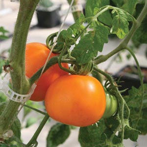  - Tomato Growing