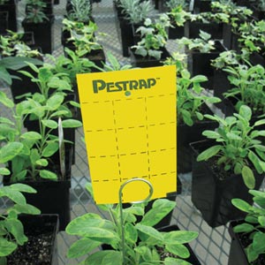  - Pestrap™ Insect Traps - On Sale