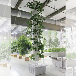  - HydroCycle Vertical Aeroponic Systems
