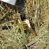 Ratchet straps with corkscrew anchor - FarmTek