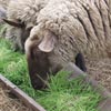 Sheep Fodder