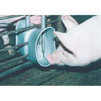 Hog Watering Systems, Pig Water Cups