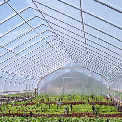 6 mil - Agriculture - 4 Year UV Resistant Poly Greenhouse Film 25' x 60' White Greenhouse Plastic Sheeting 55% Light Transmission Hoop House Cover for Gardening Farm Plastic Supply 