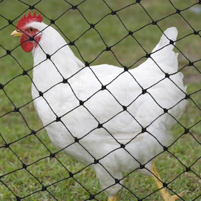 100' x 16'  Quail Pheasants Hawk Chicken Turkey Poultry Netting  2"  #6