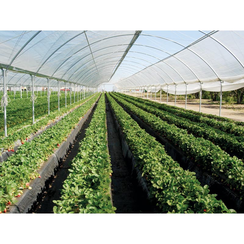 Кабачки в теплице