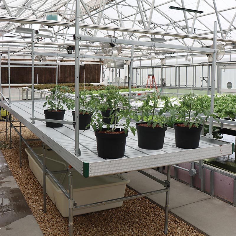 Rolling Greenhouse Bench Trellis 4