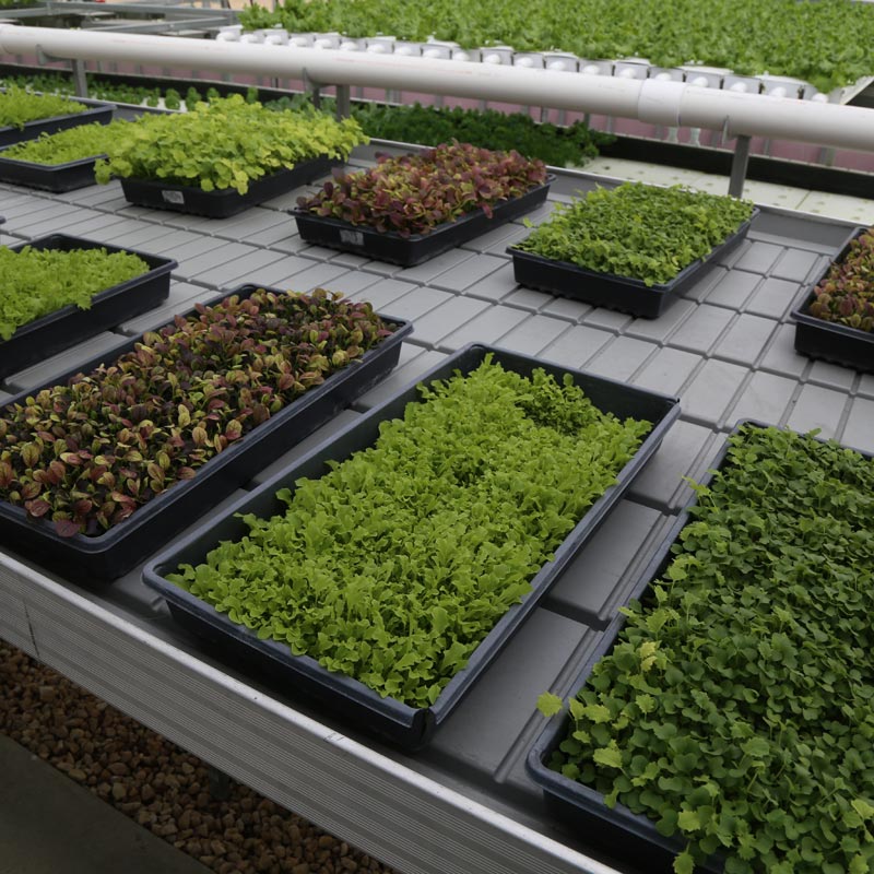 Rolling Greenhouse Bench w/Trays 5'W x 30'L FarmTek